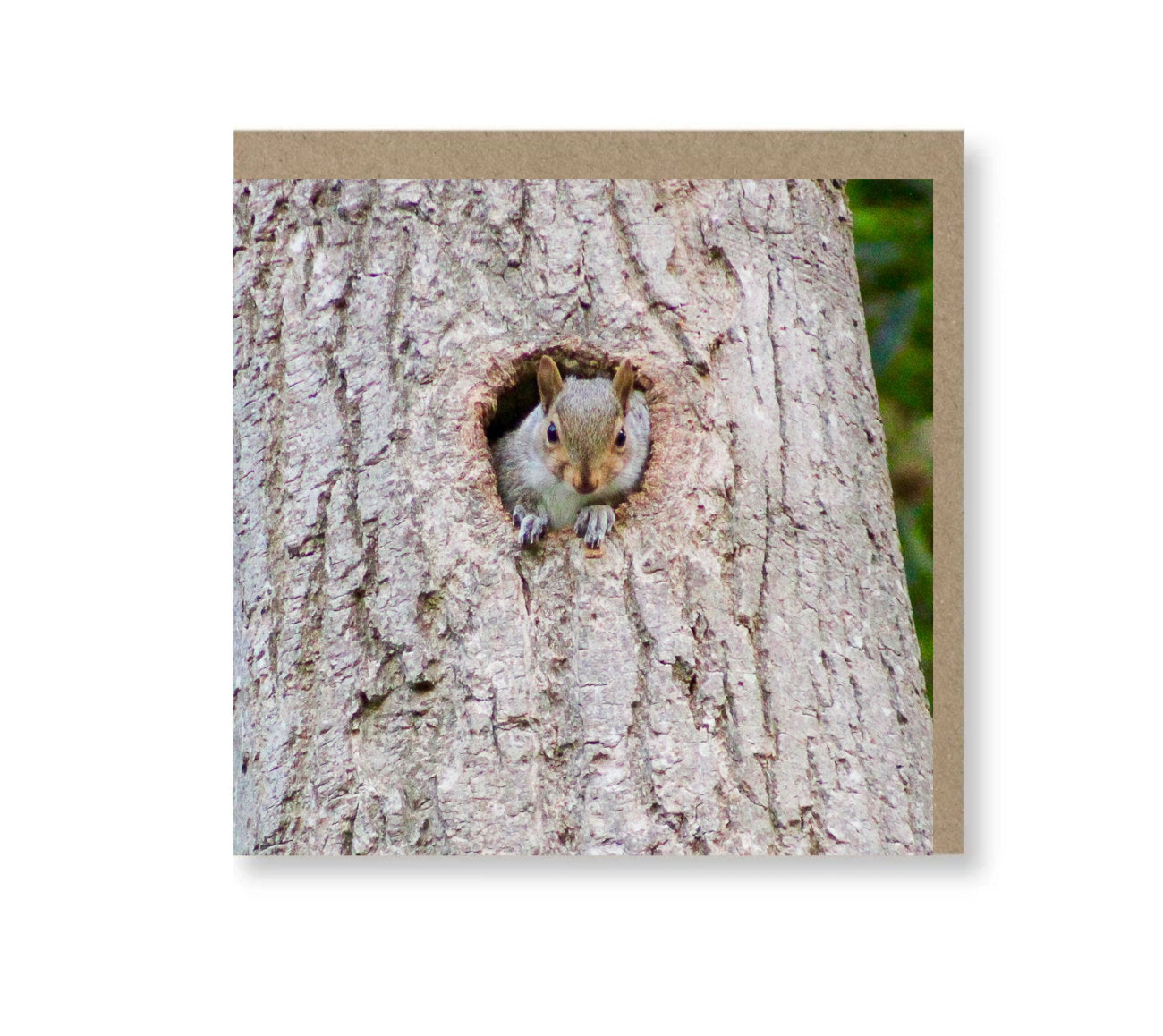 Peekaboo Squirrel