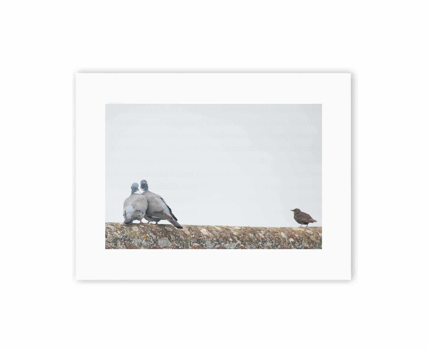 Pigeon Love