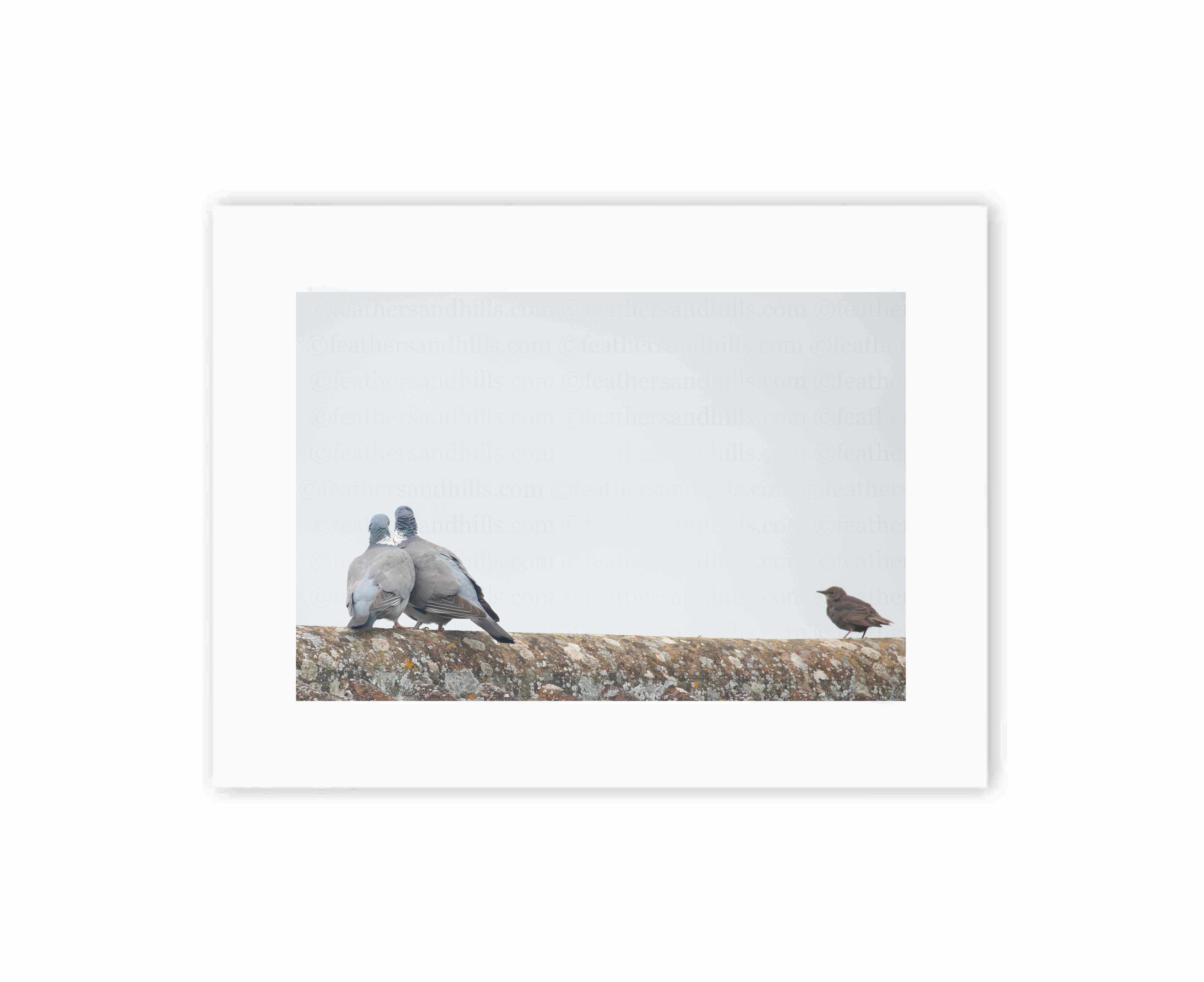 Pigeon Love