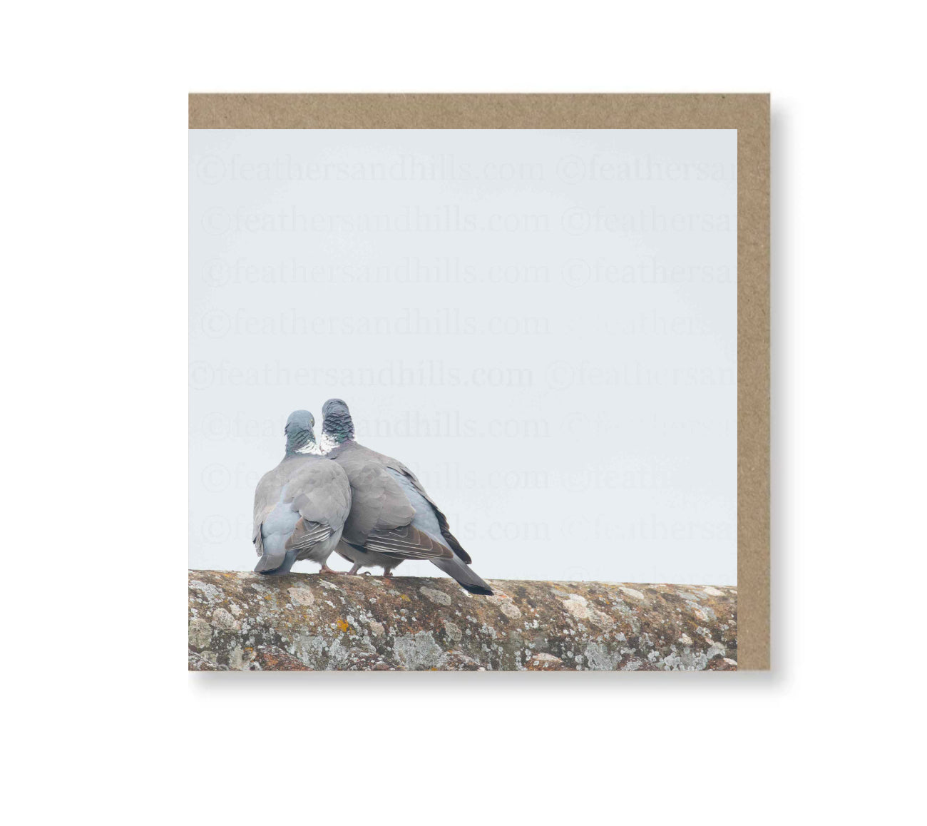 Pigeon Love