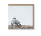 Pigeon Love