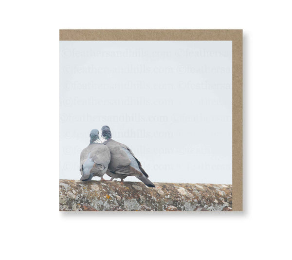 Pigeon Love