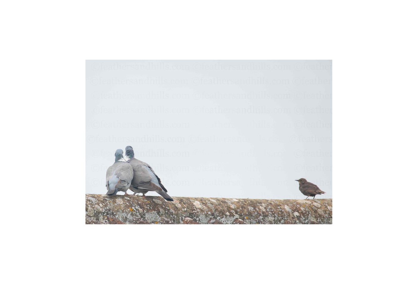 Pigeon Love