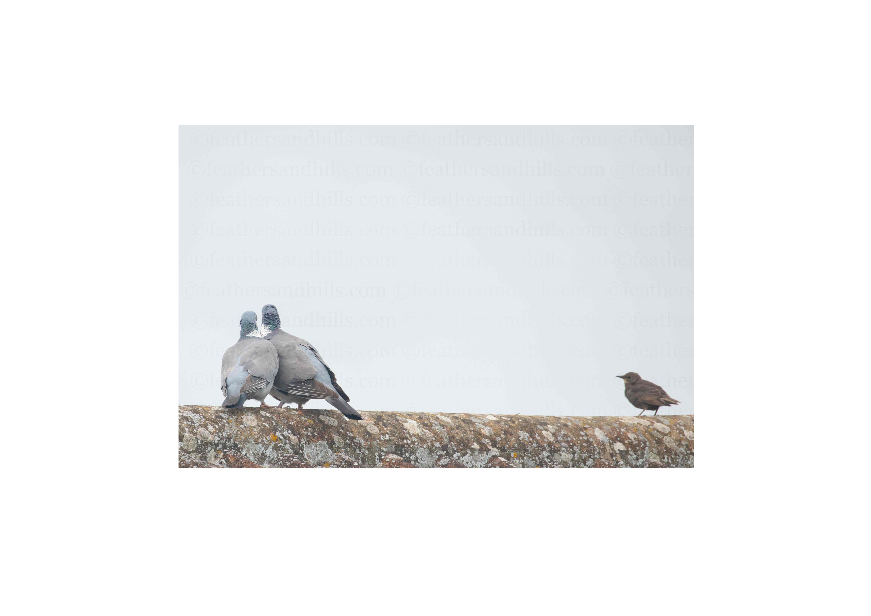 Pigeon Love