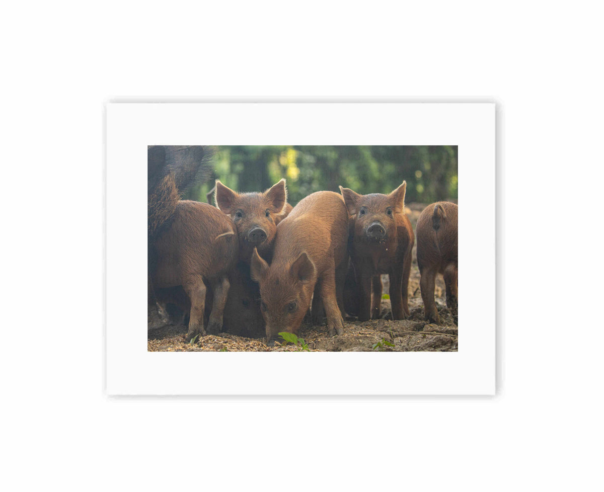 Piggy in the middle