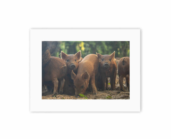 Piggy in the middle