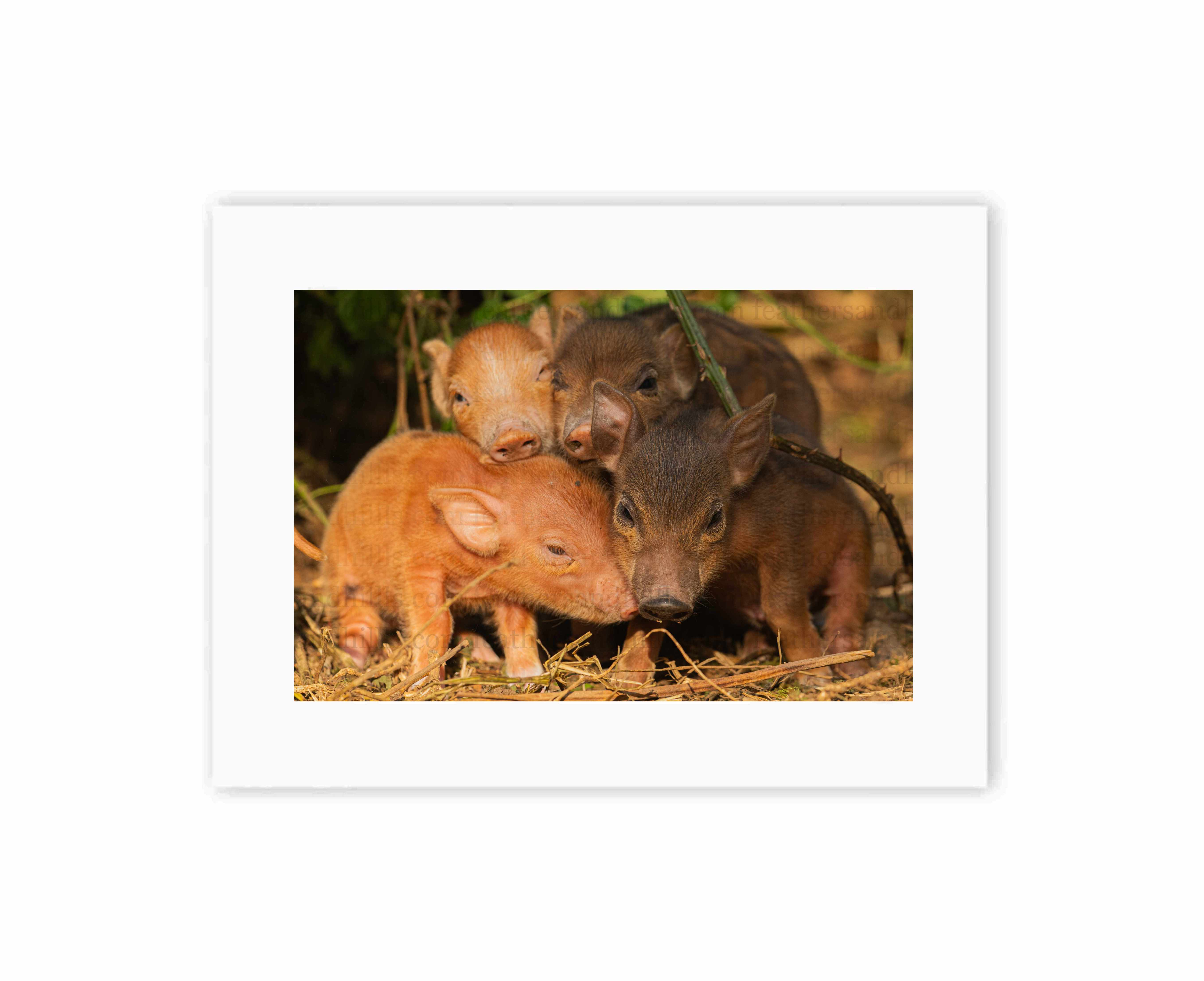 Piglet Cuddles