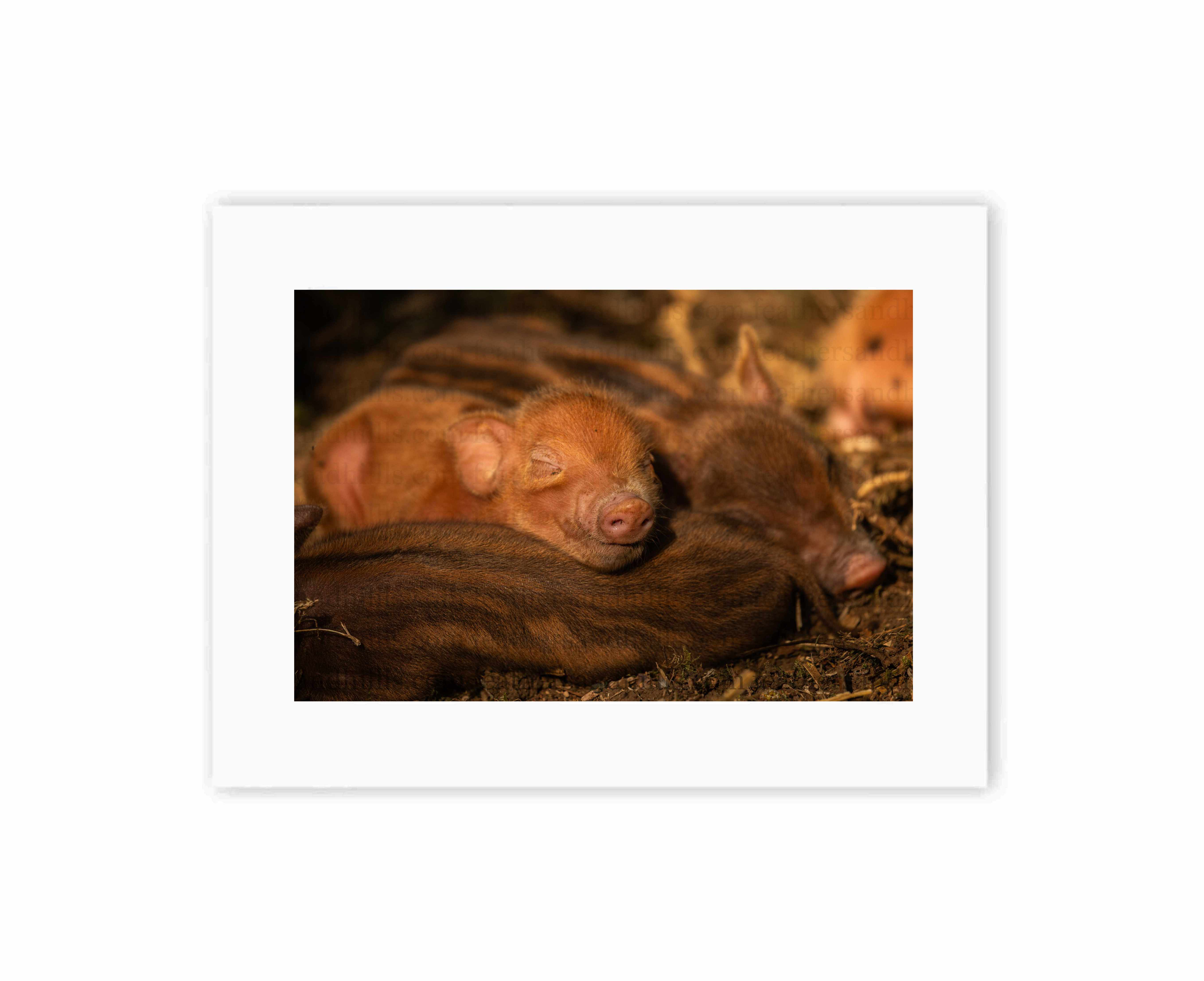 Piglet Sleepy Time