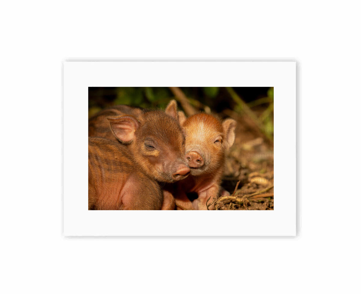 Piglet Touch