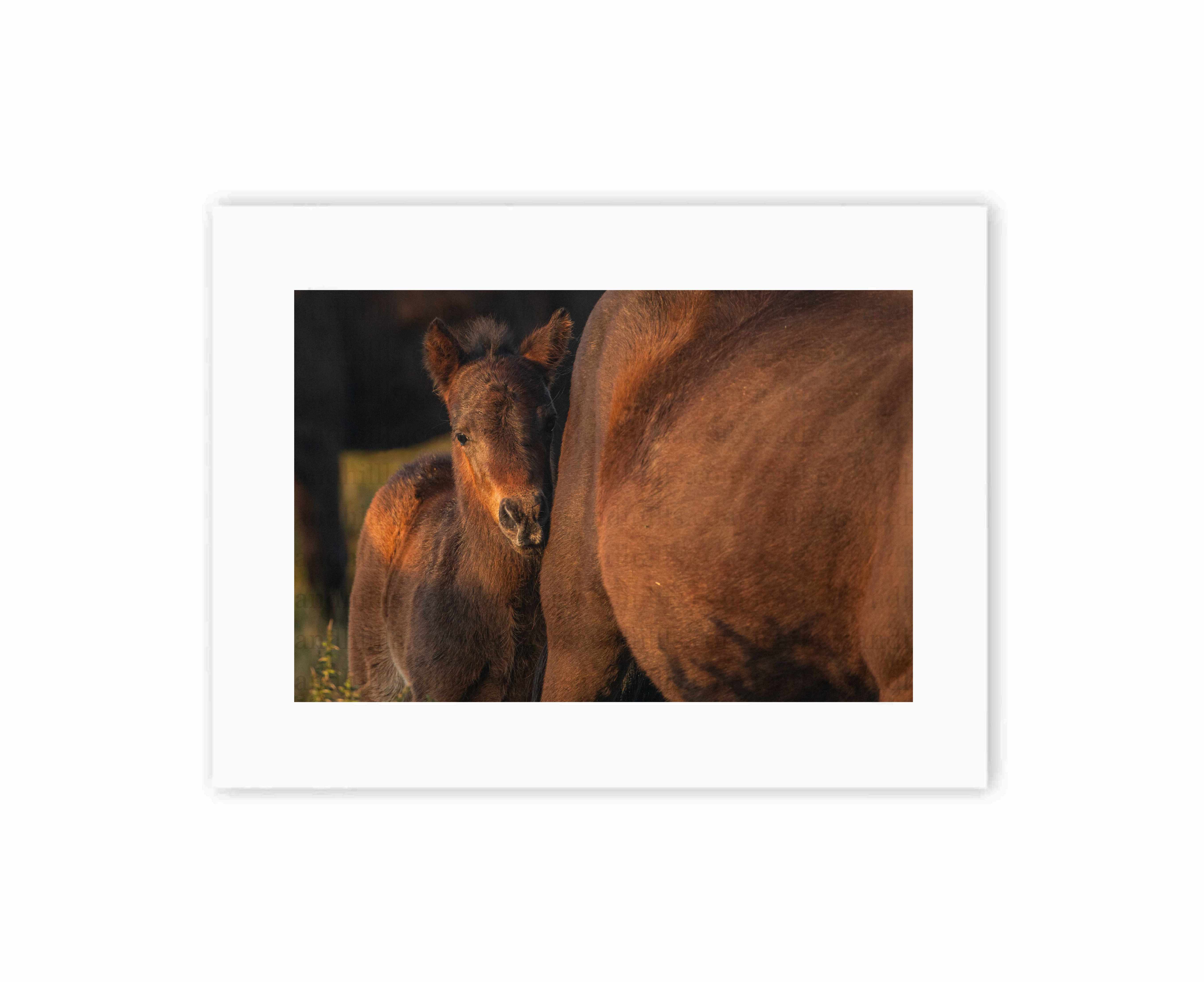 Pony of the moor