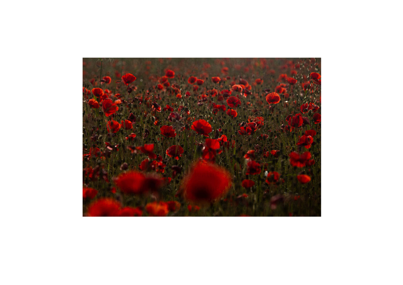 Poppies at sunrise