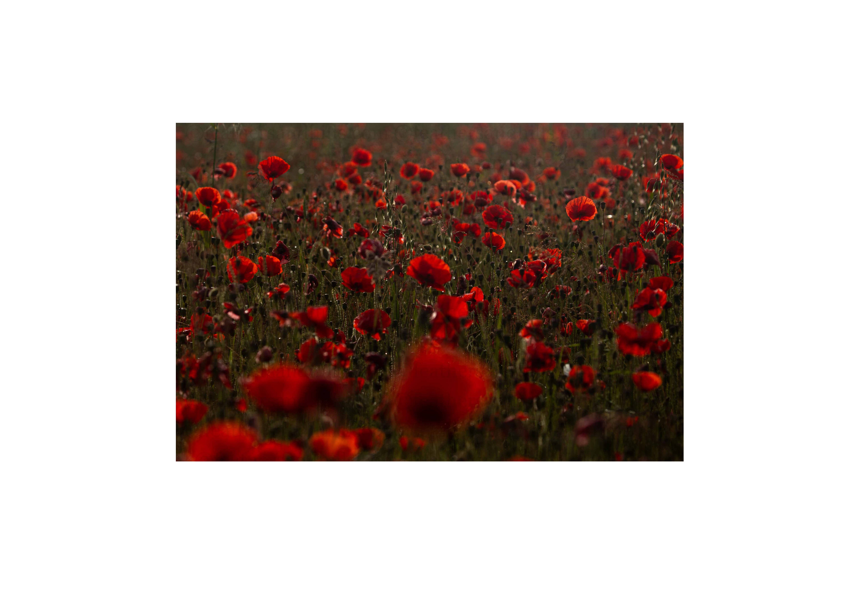 Poppies at sunrise