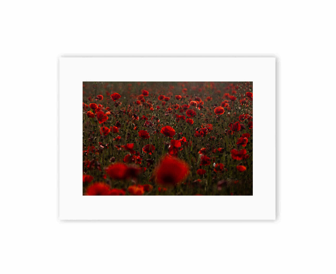 Poppies at sunrise