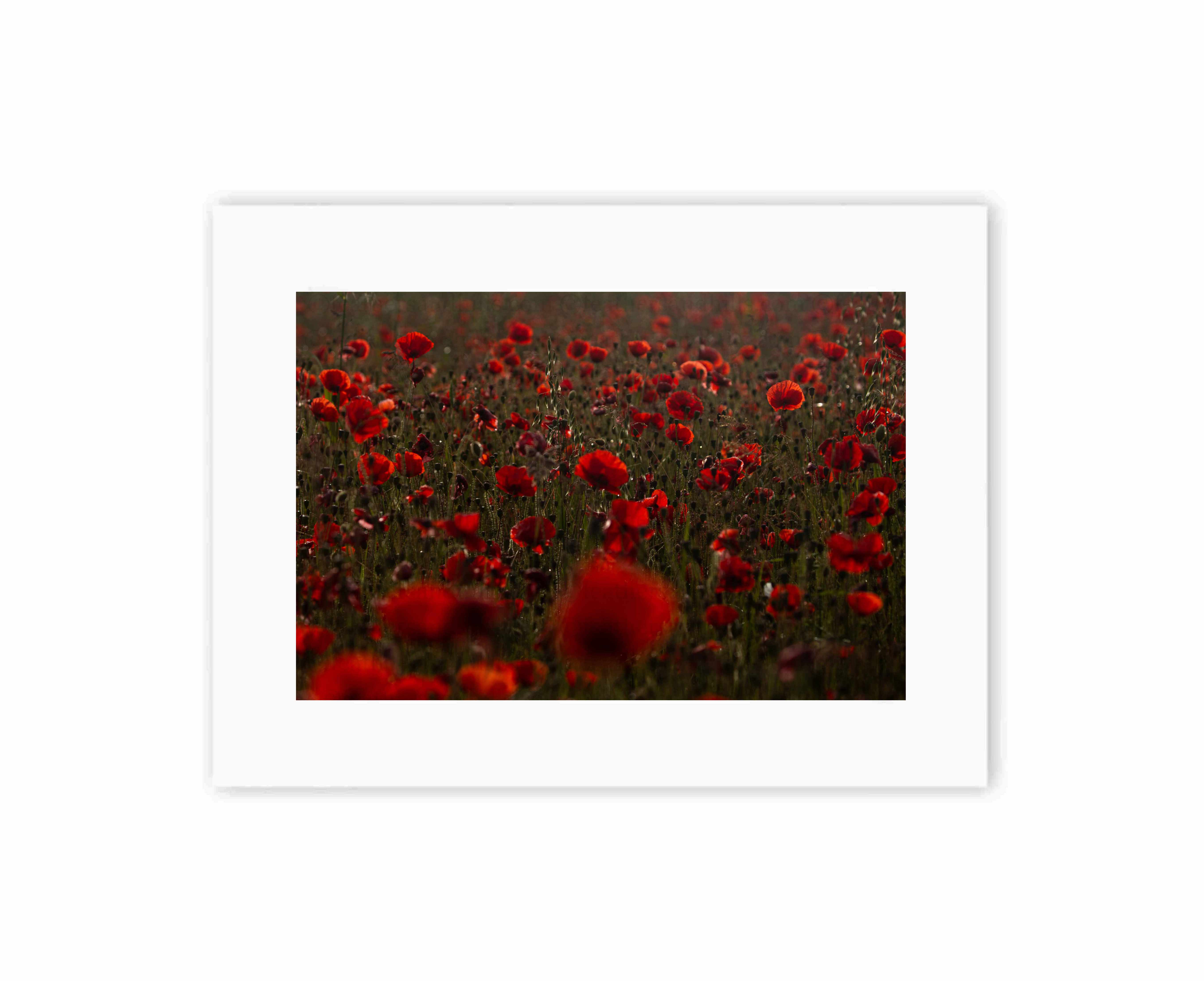 Poppies at sunrise