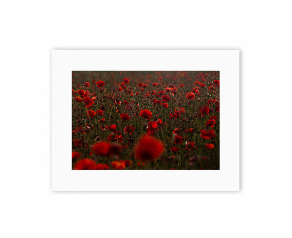 Poppies at sunrise