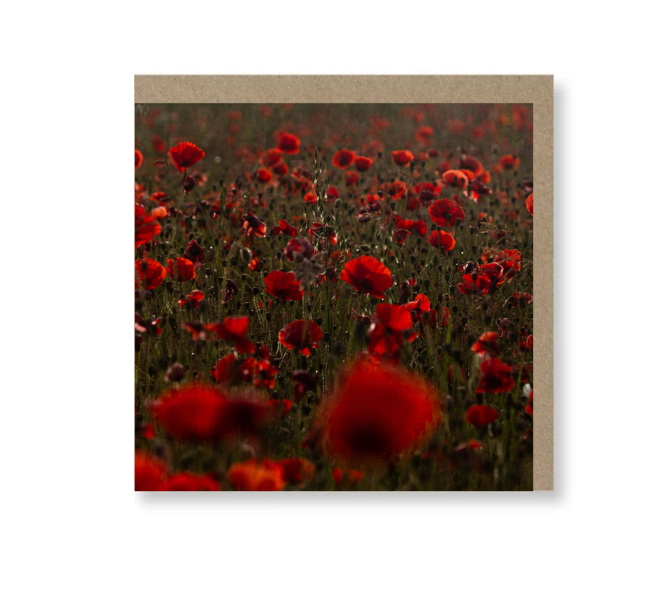 Poppies at sunset
