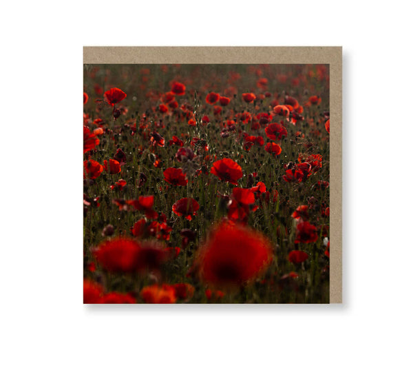 Poppies at sunset