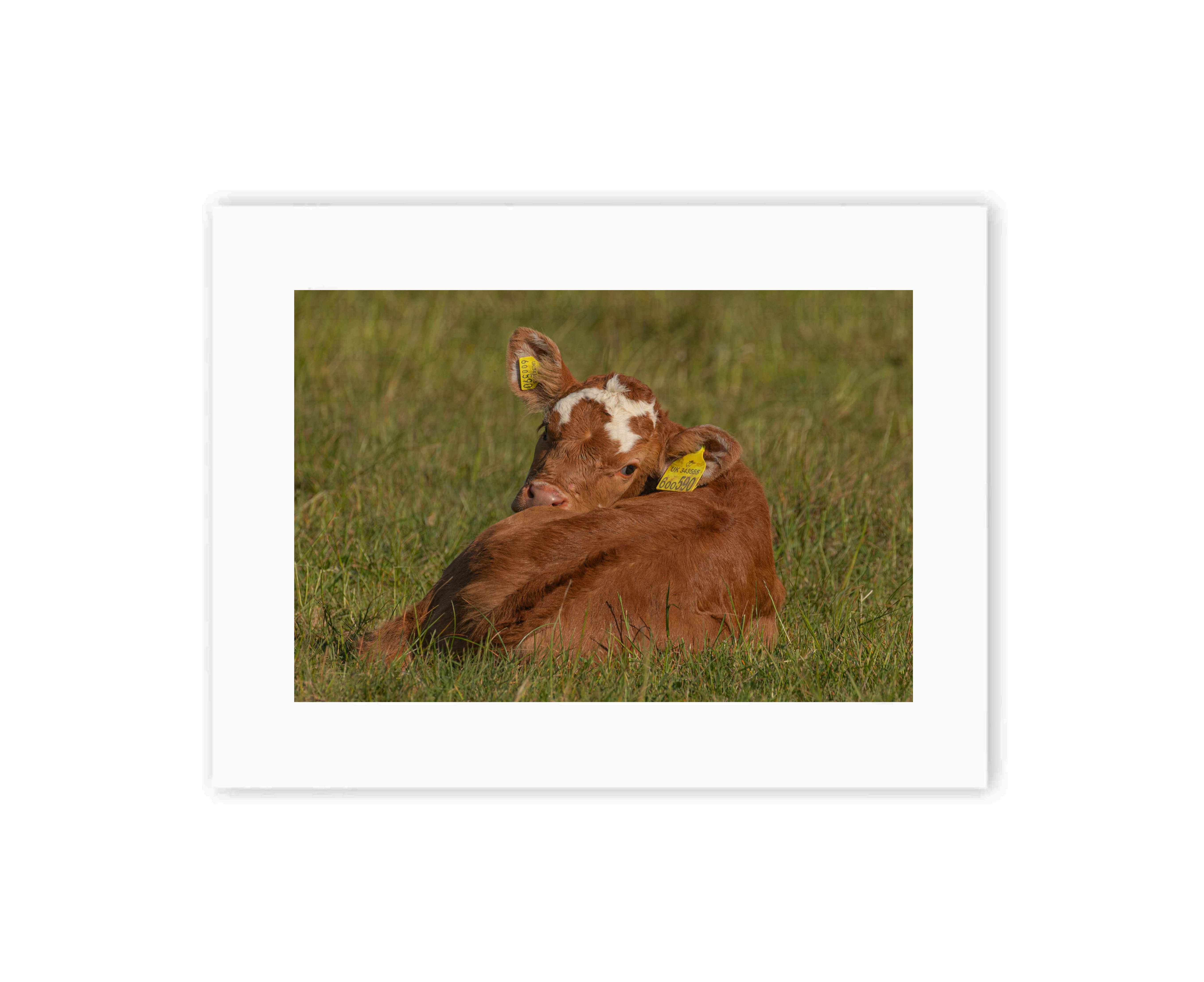 Posing Calf