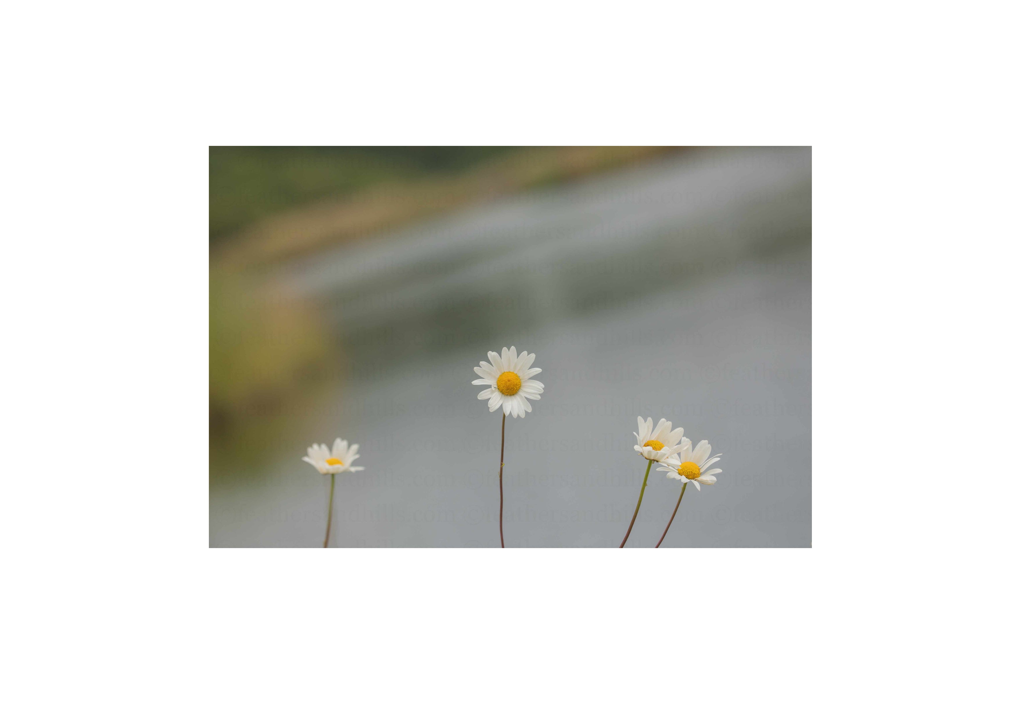 Posing Daisies