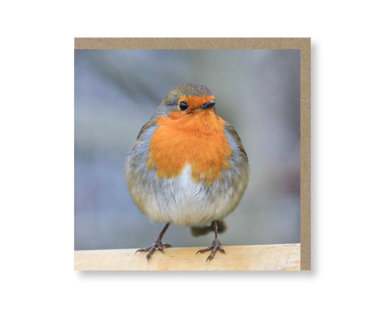 Puffy Robin