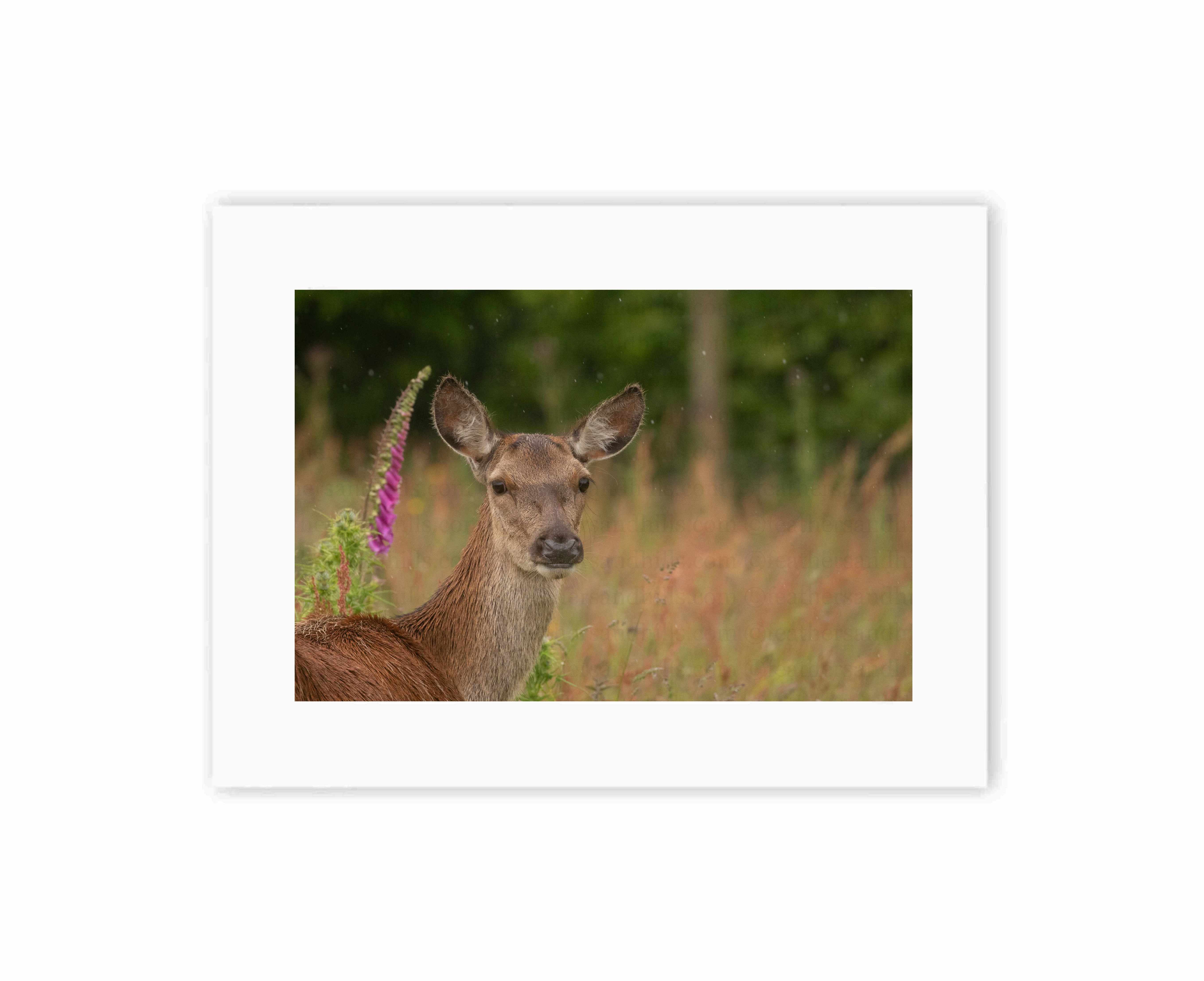 Red Deer Portrait