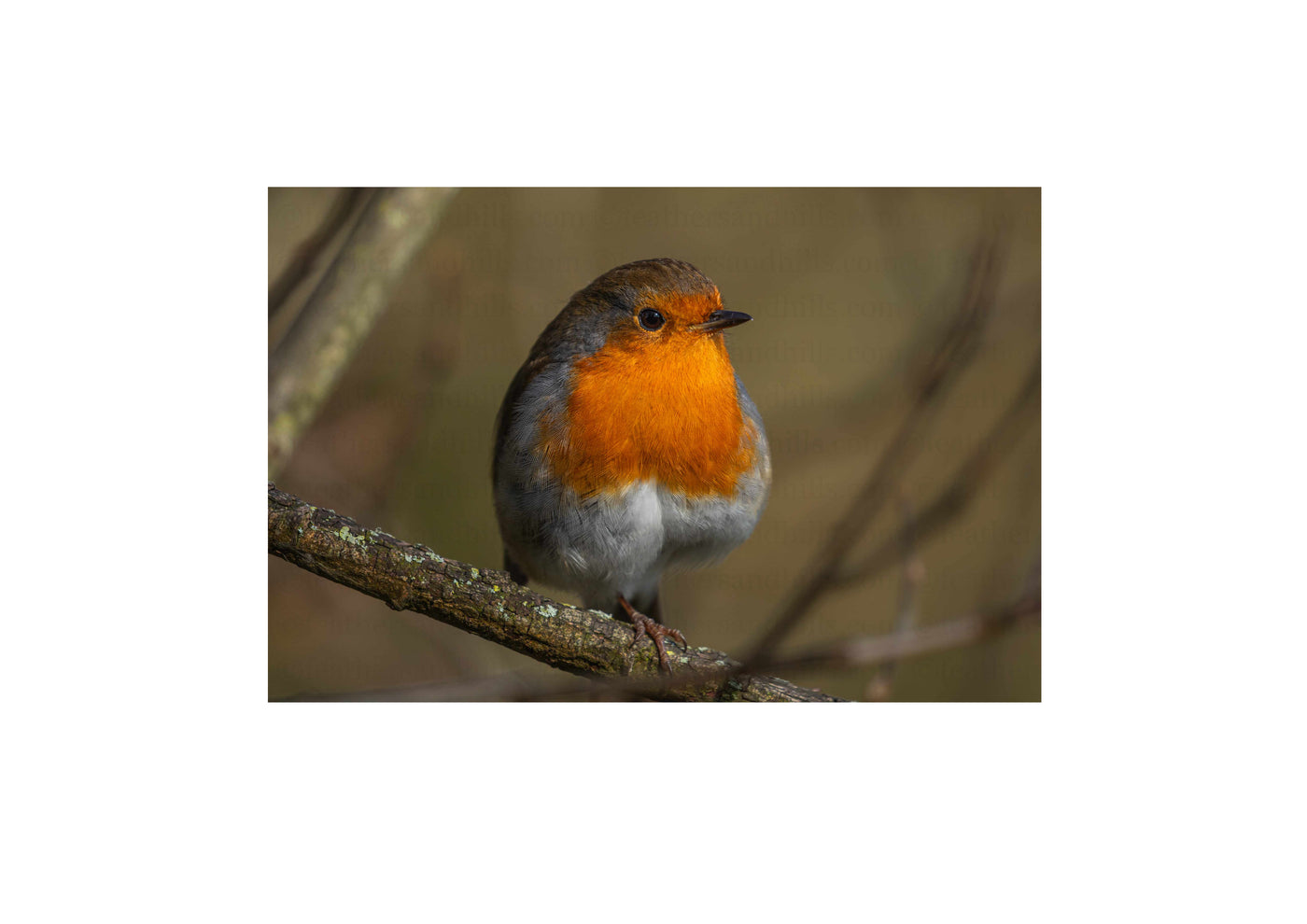 Resting Robin
