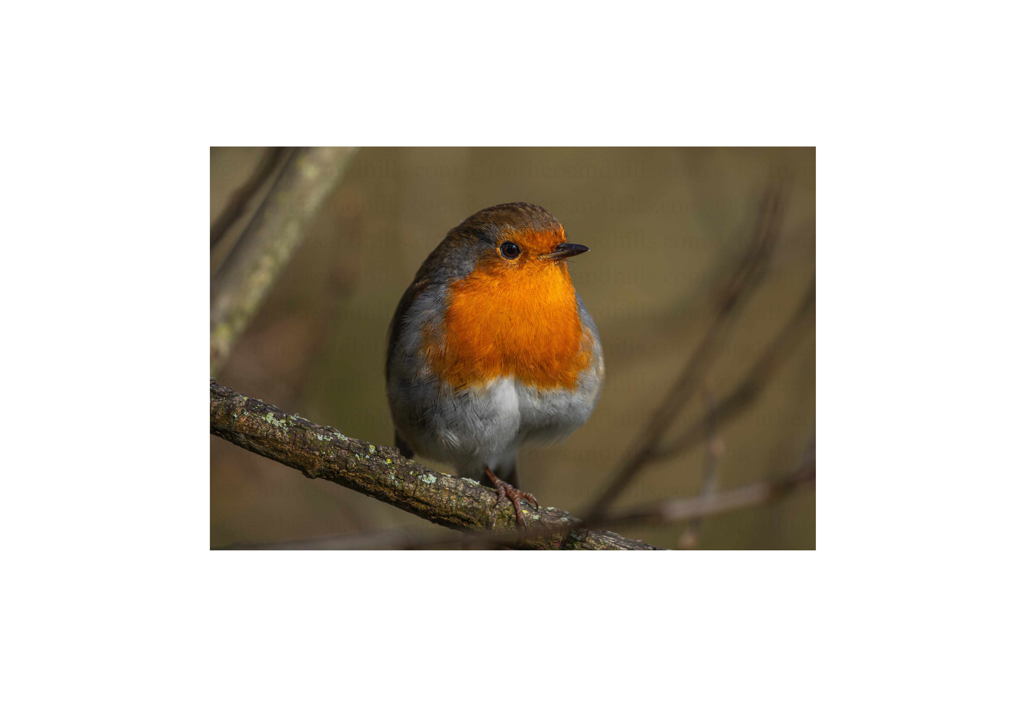 Resting Robin