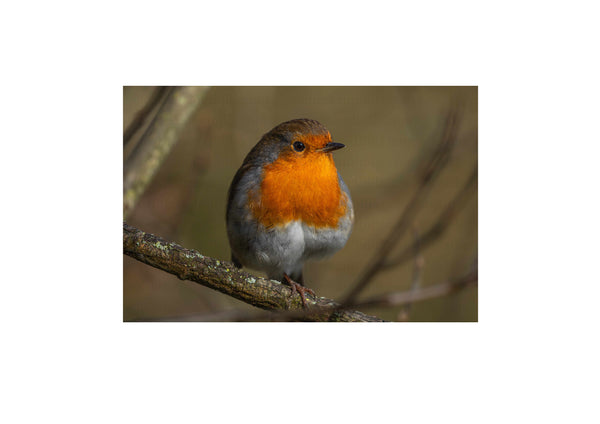 Resting Robin