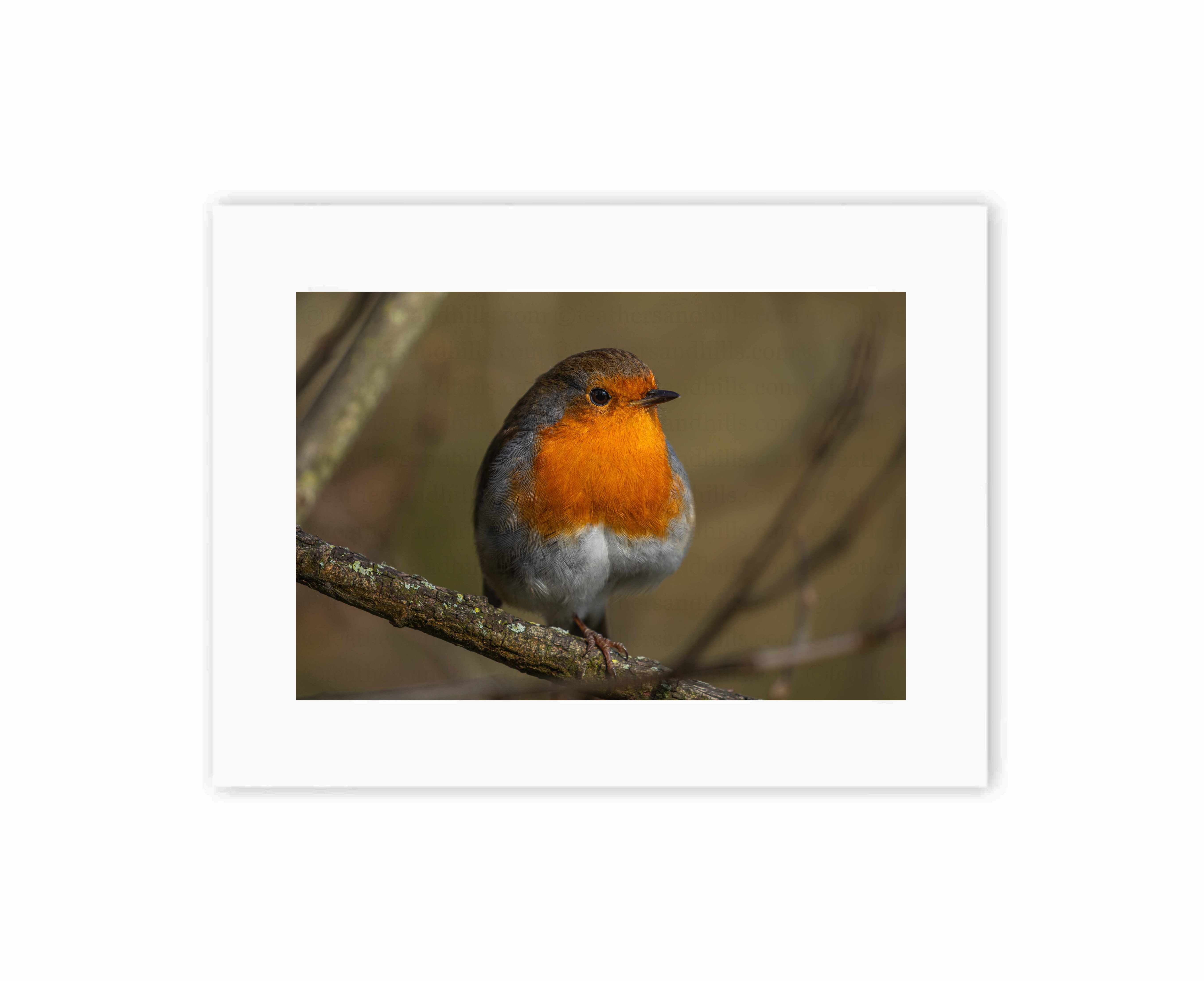 Resting Robin