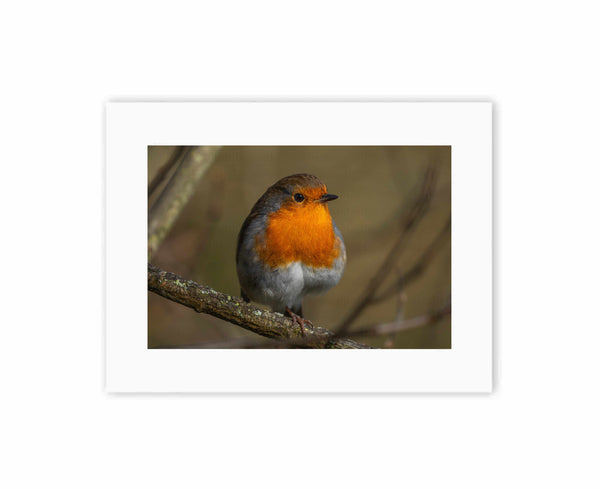 Resting Robin