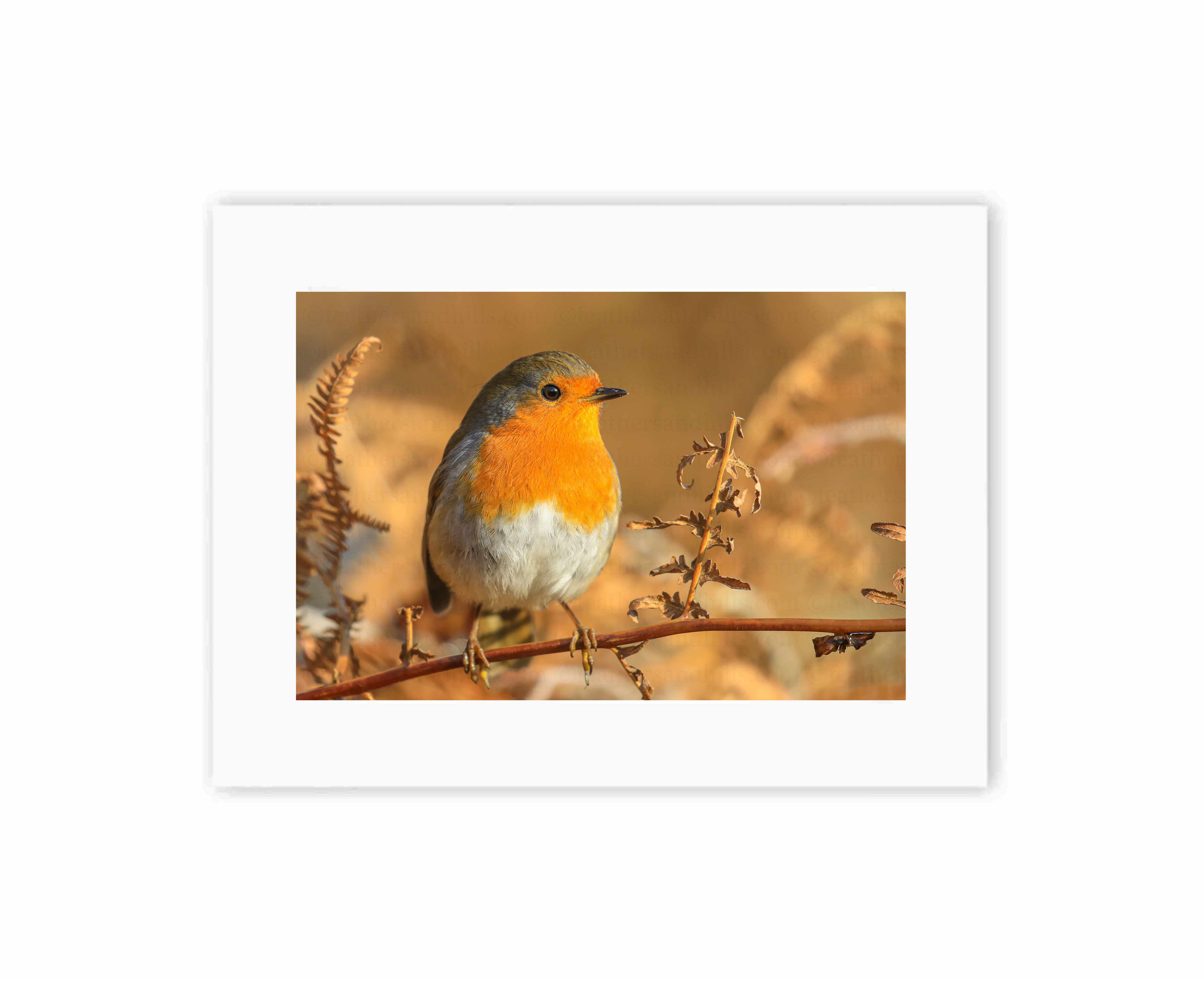 Robin amongst the bracken