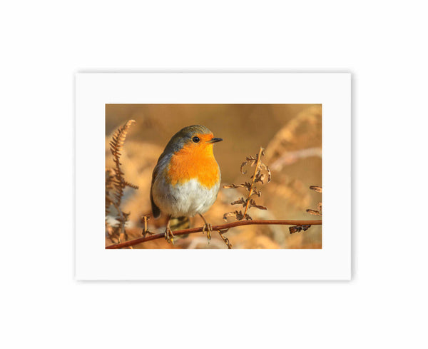Robin amongst the bracken
