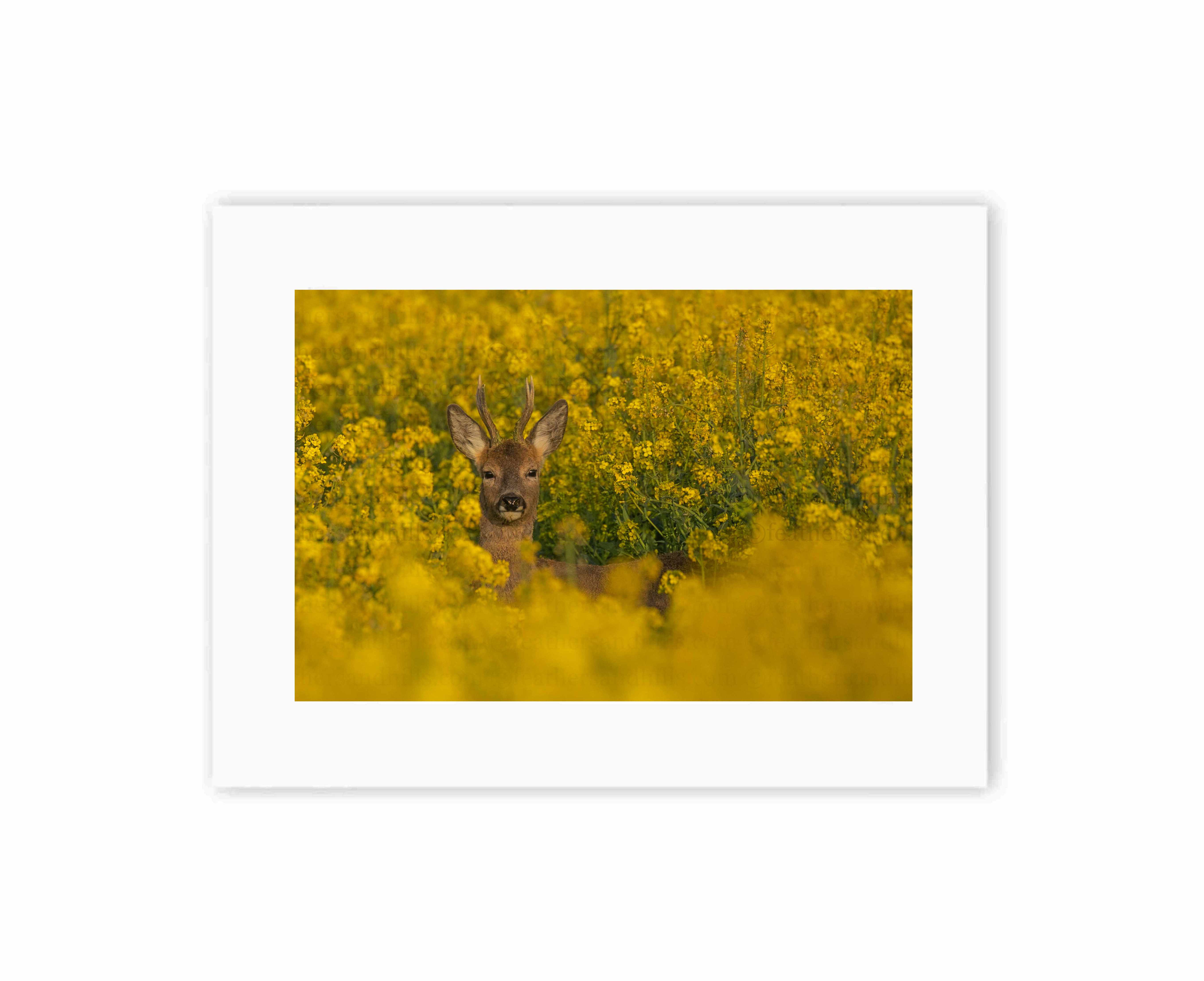 Roe Buck amongst the rapeseed