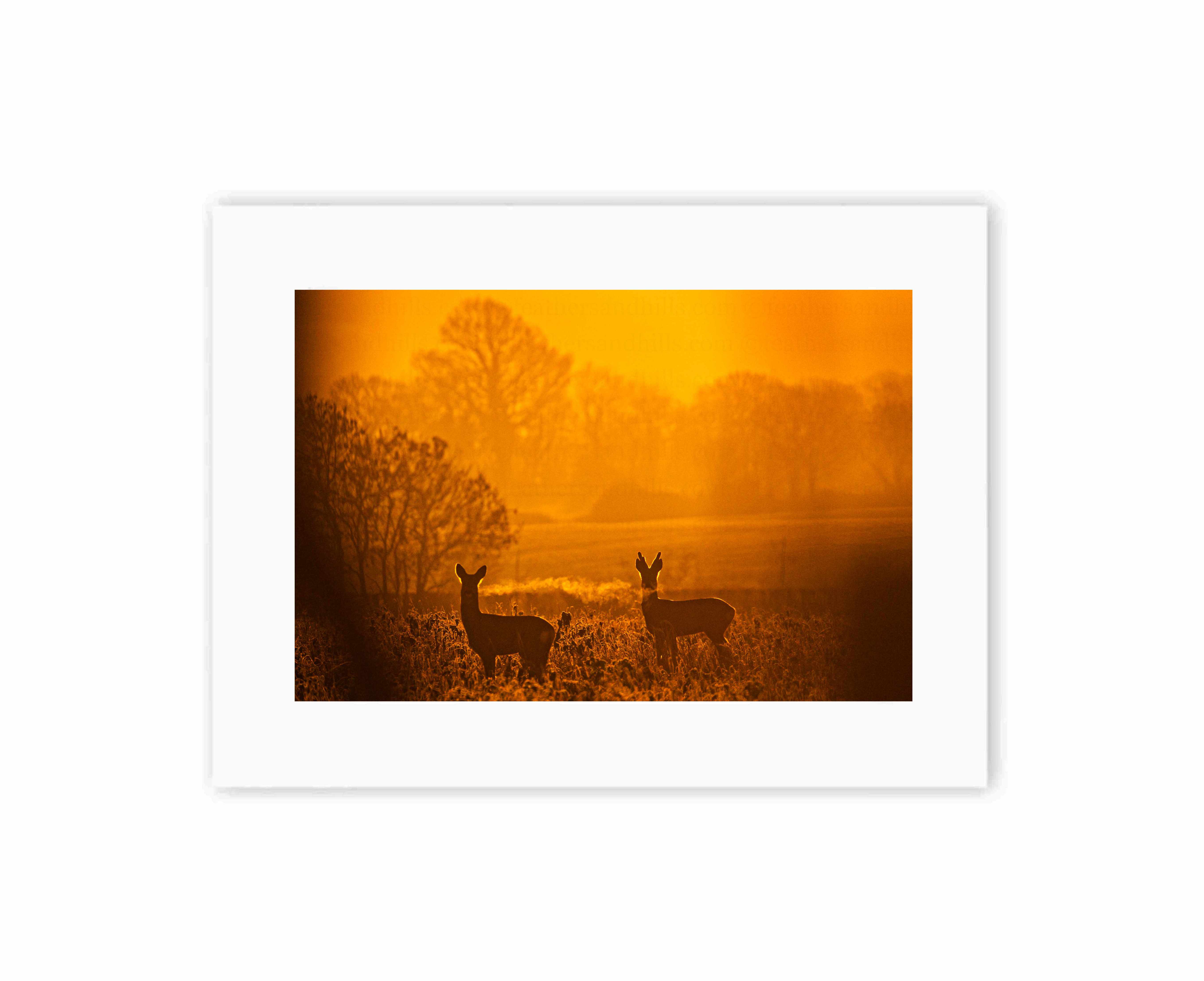Roe Deer at sunrise