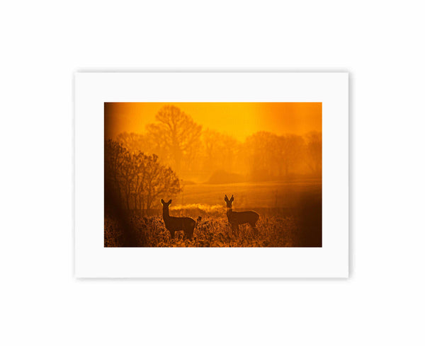 Roe Deer at sunrise