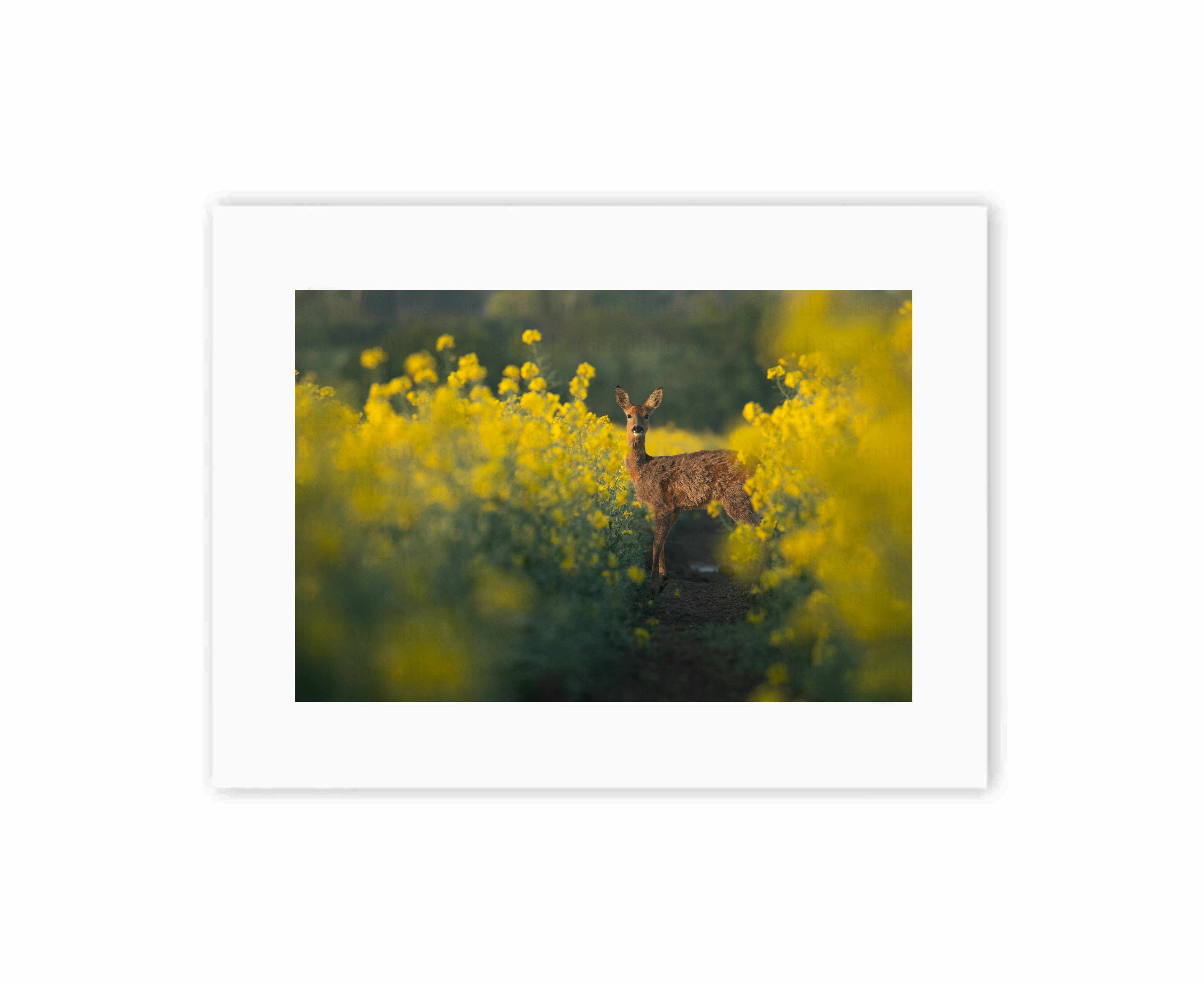 Roe Deer posing amongst the rapeseed