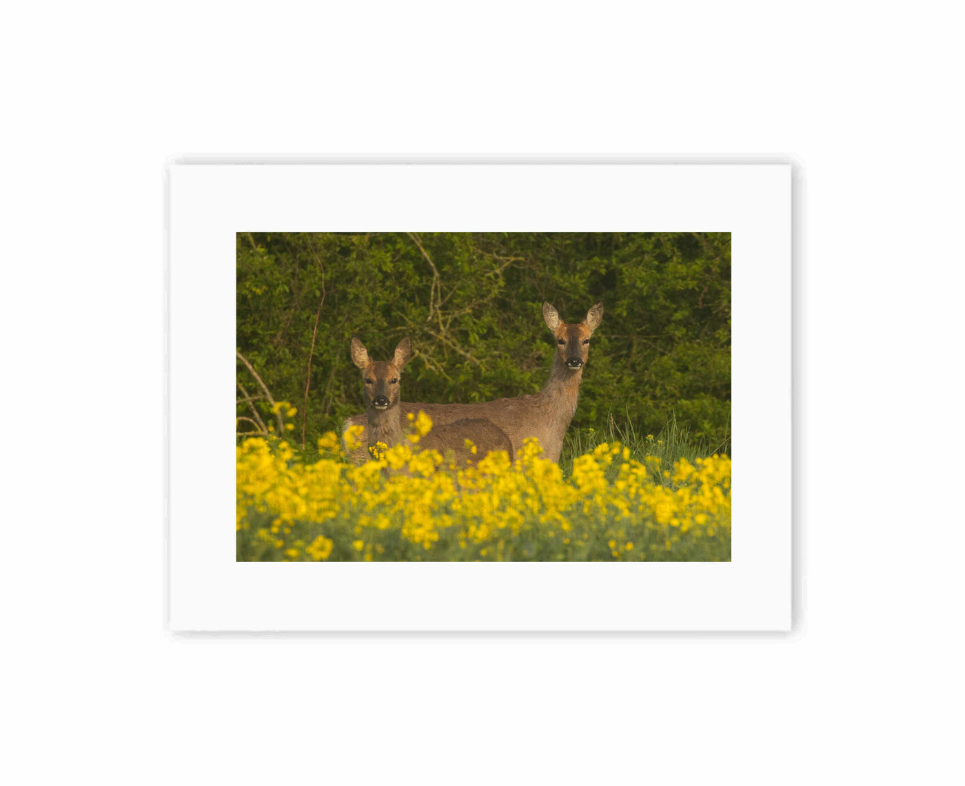 Roe Deer side by side