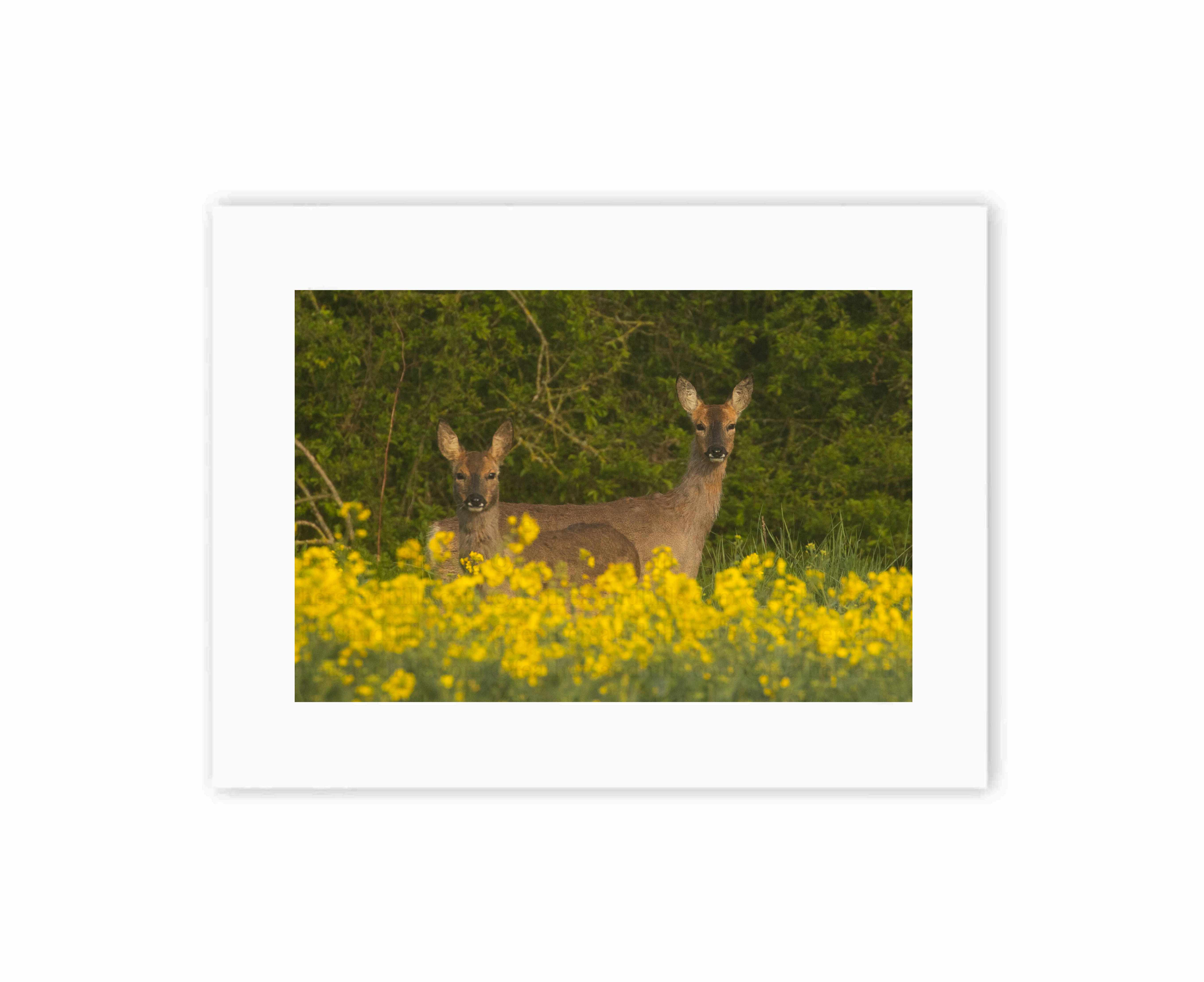 Roe Deer side by side