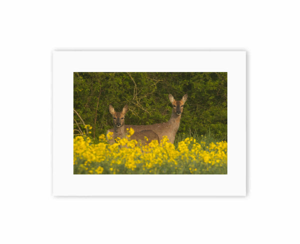 Roe Deer side by side