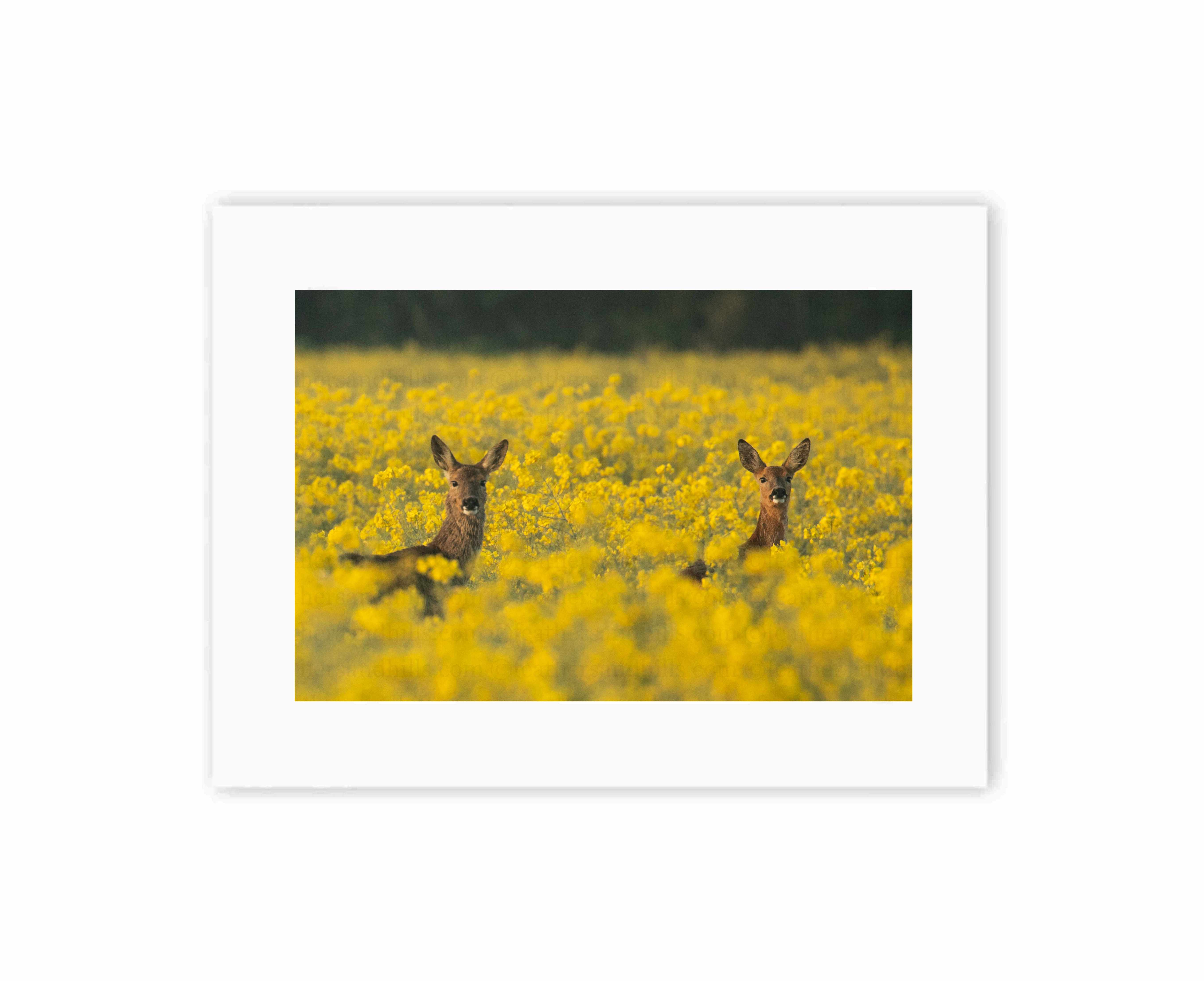 Roe Deer sisters