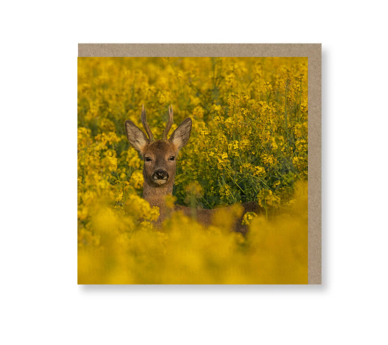 Roe Buck amongst the rapeseed