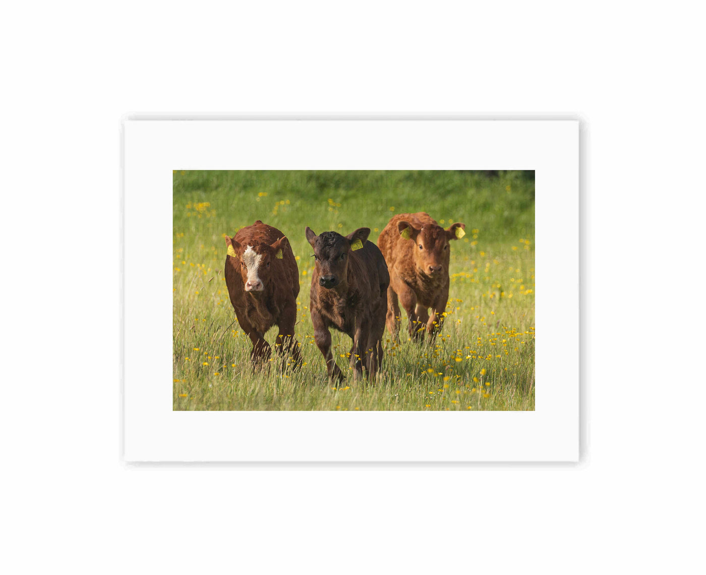 Running Calves