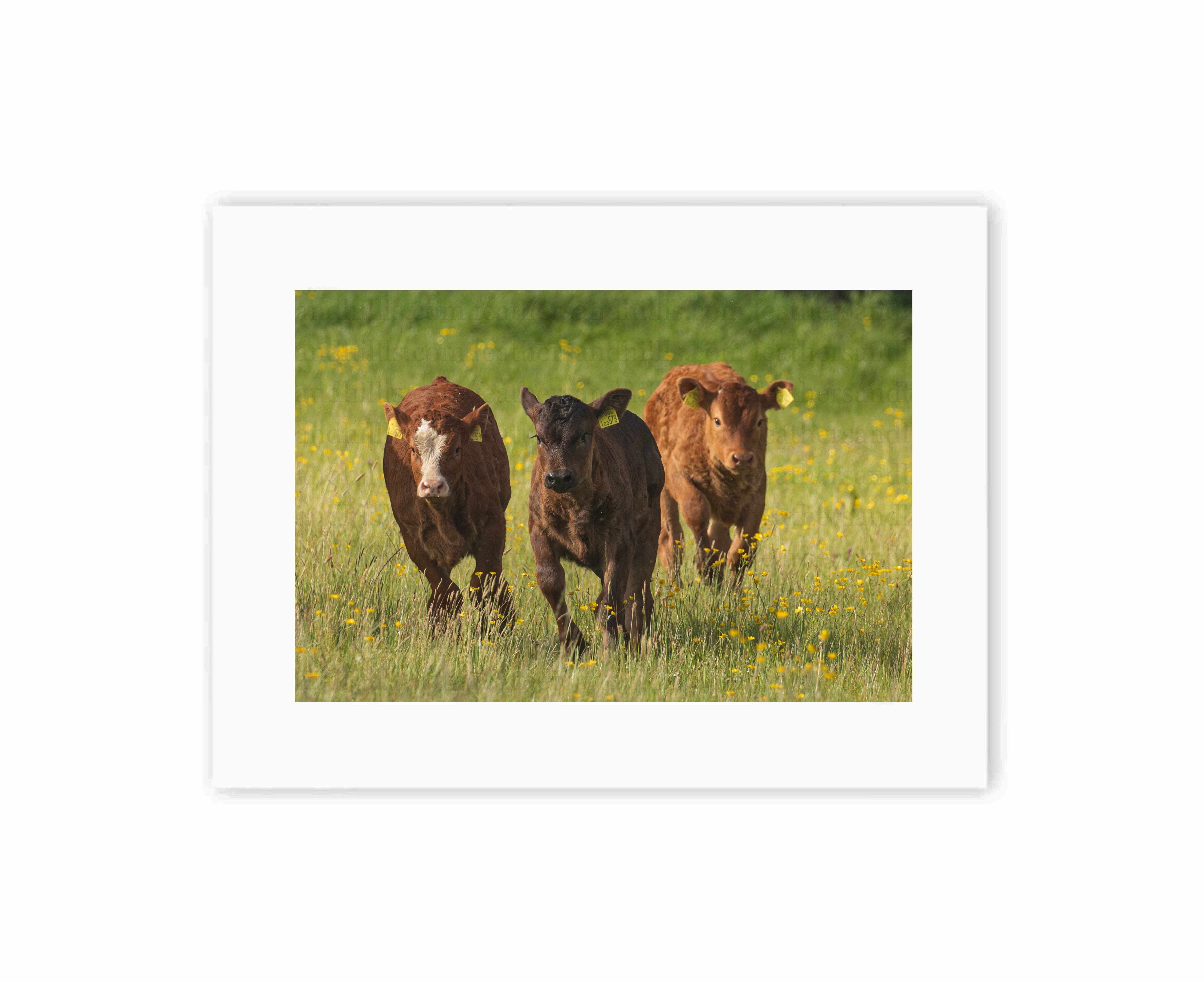 Running Calves