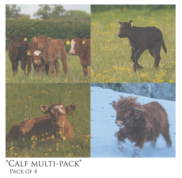 Calf Multi-Pack