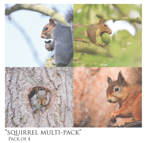 Squirrel Multi-Pack