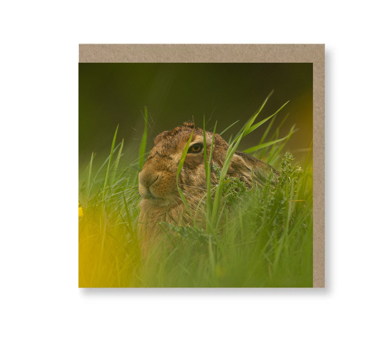 Sleepy Brown Hare