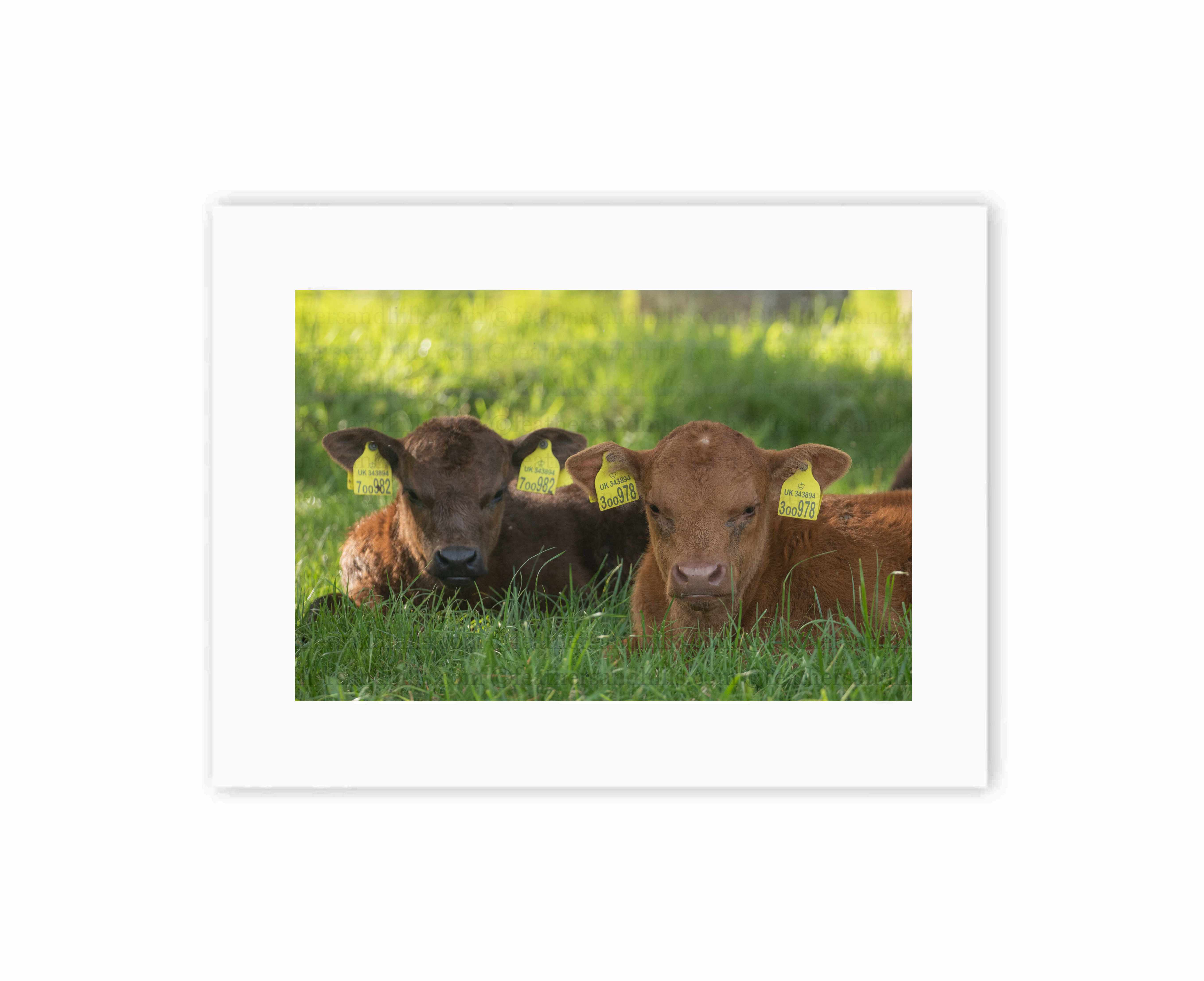 Sleepy Calves