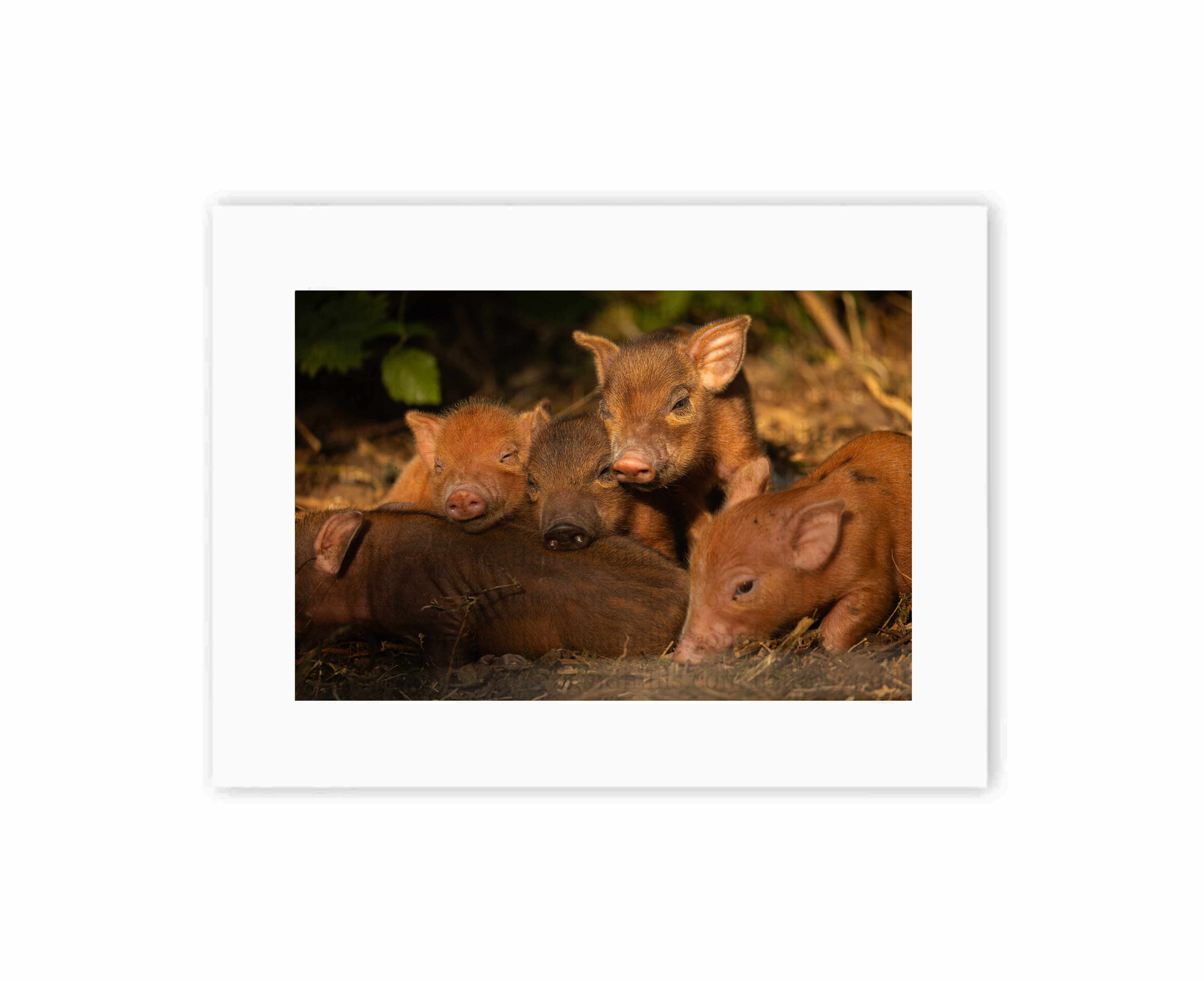 Sleepy Piglets