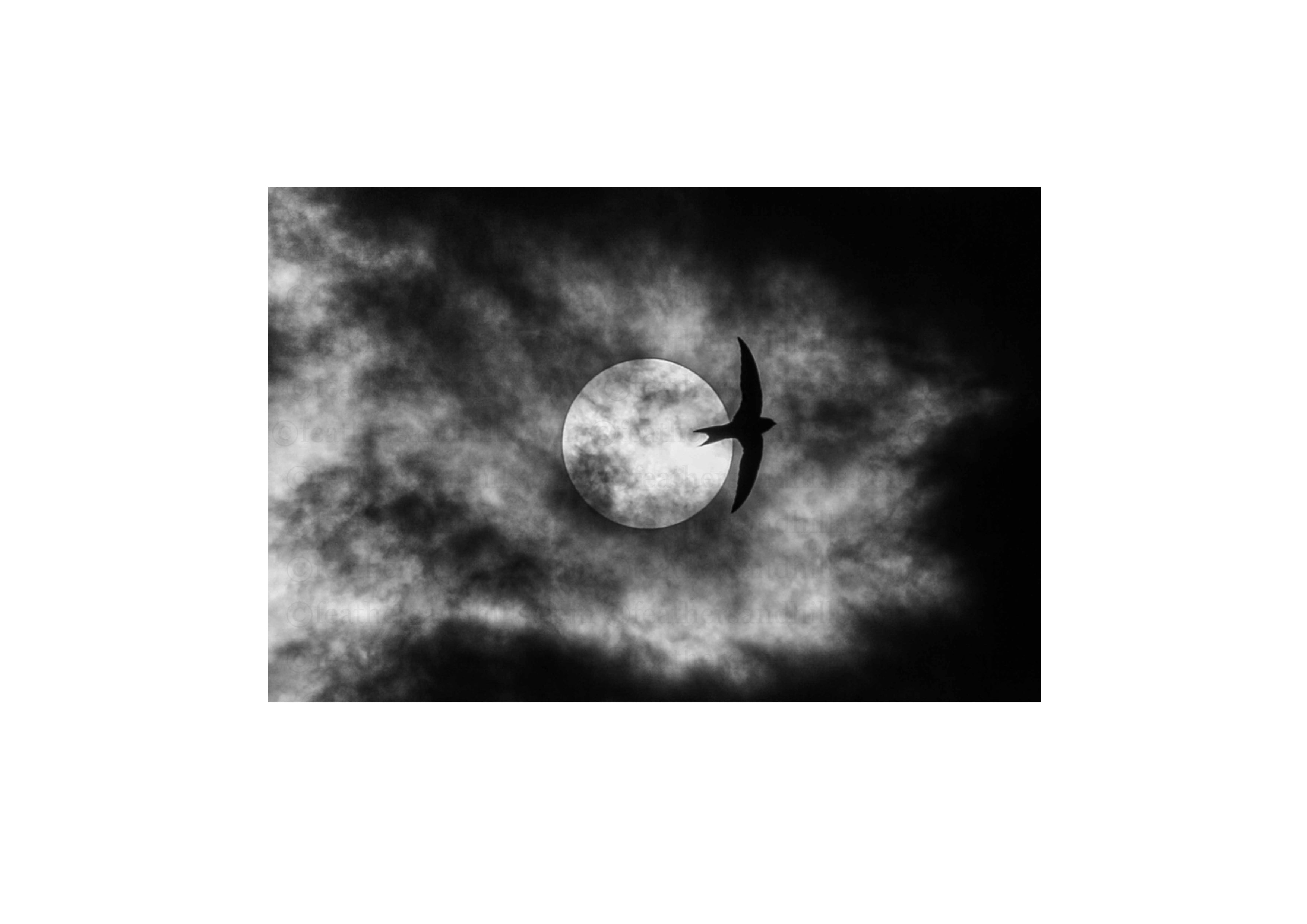 Spooky Swift