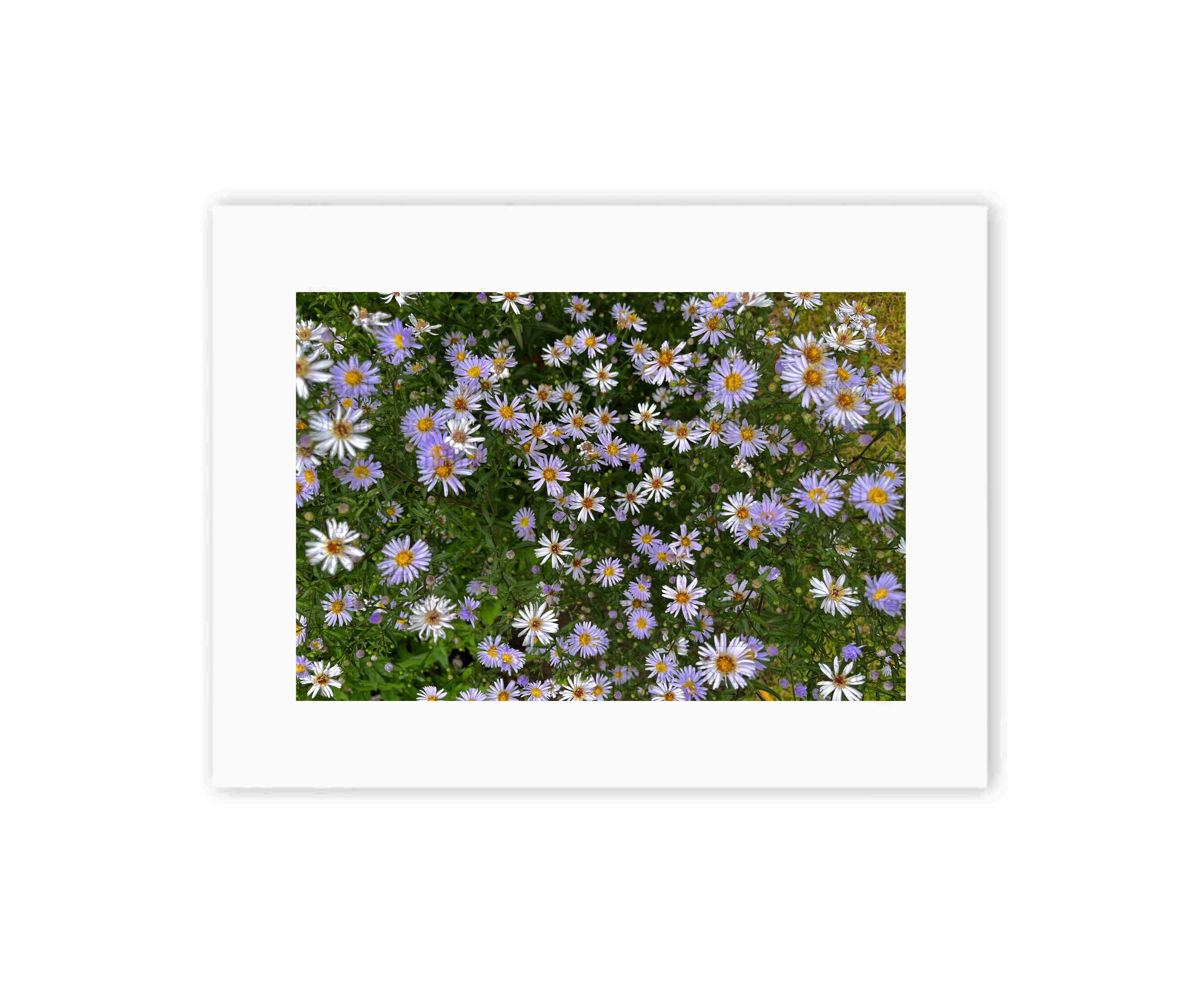 Spring Flowers